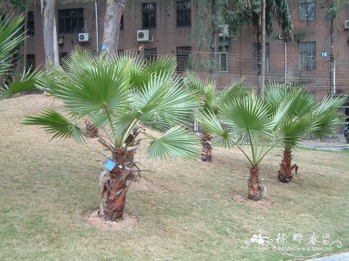 华盛顿椰子Washingtonia filifera