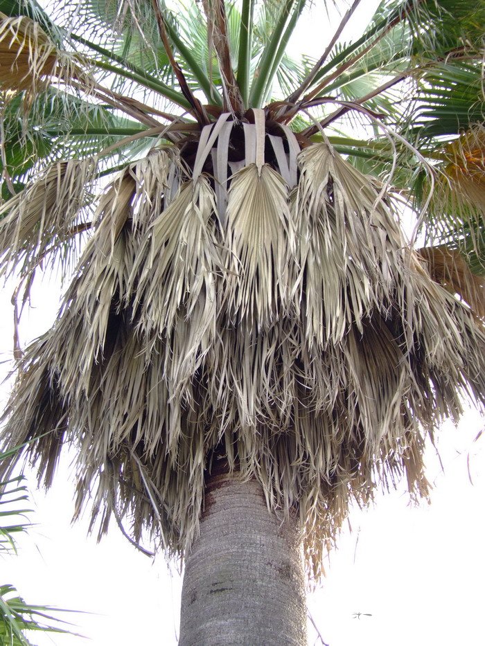 华盛顿椰子Washingtonia filifera