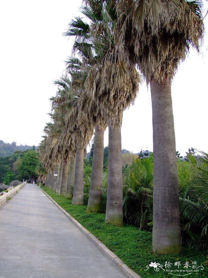 华盛顿椰子Washingtonia filifera