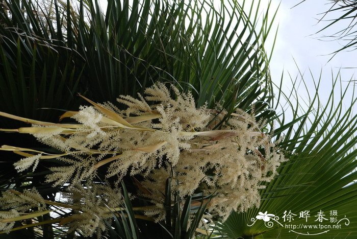 大丝葵Washingtonia robusta