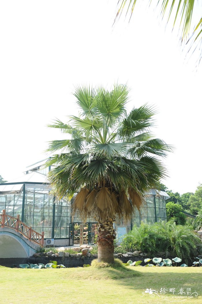 大丝葵Washingtonia robusta