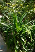 香露兜Pandanus amaryllifolius