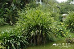 金边露兜Pandanus pygmaeus ‘Golden Pygmy’