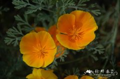 花菱草Eschscholzia californica