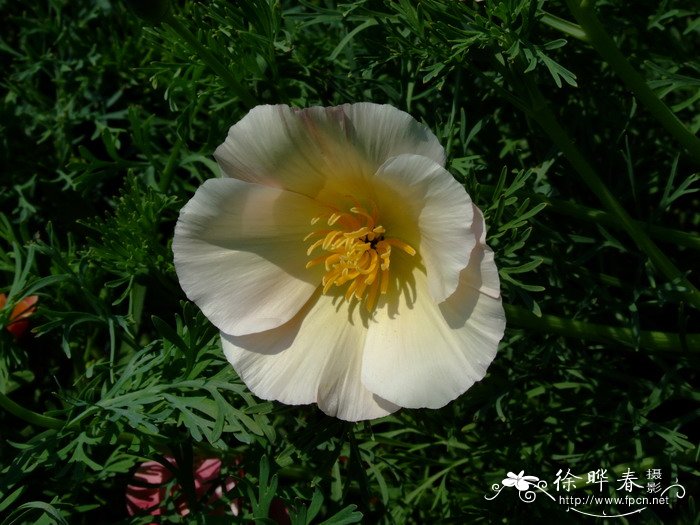 花菱草Eschscholzia californica