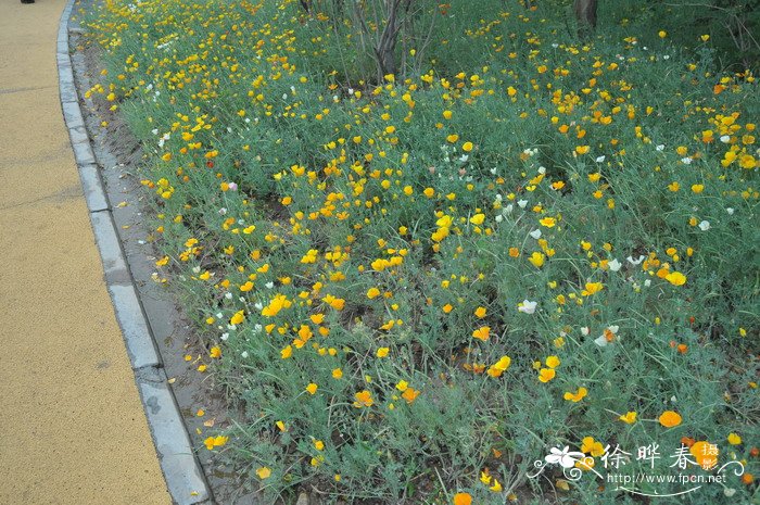 花菱草Eschscholzia californica