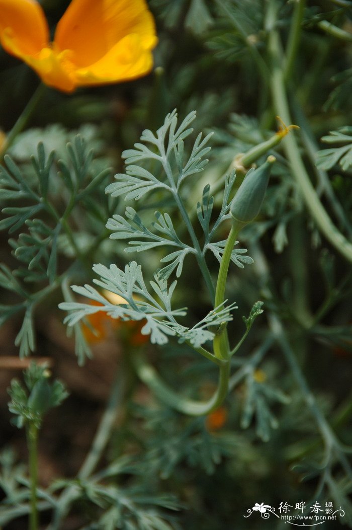 花菱草Eschscholzia californica