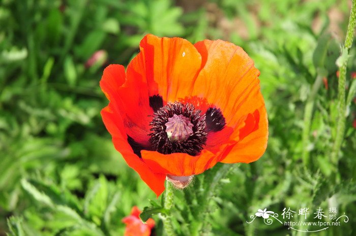 东方罂粟Papaver orientale