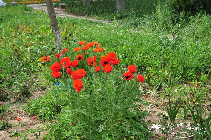 东方罂粟Papaver orientale