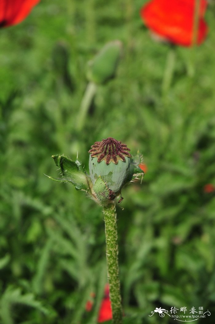 东方罂粟Papaver orientale