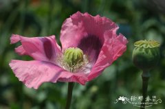 罂粟Papaver somniferum