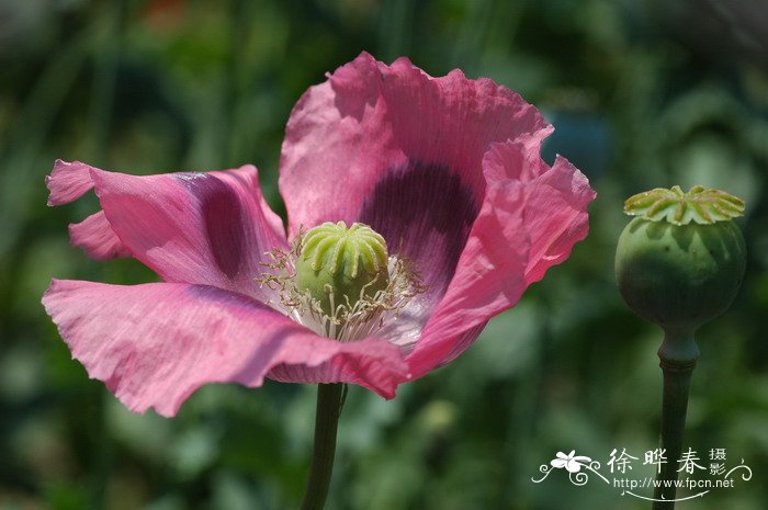 罂粟Papaver somniferum