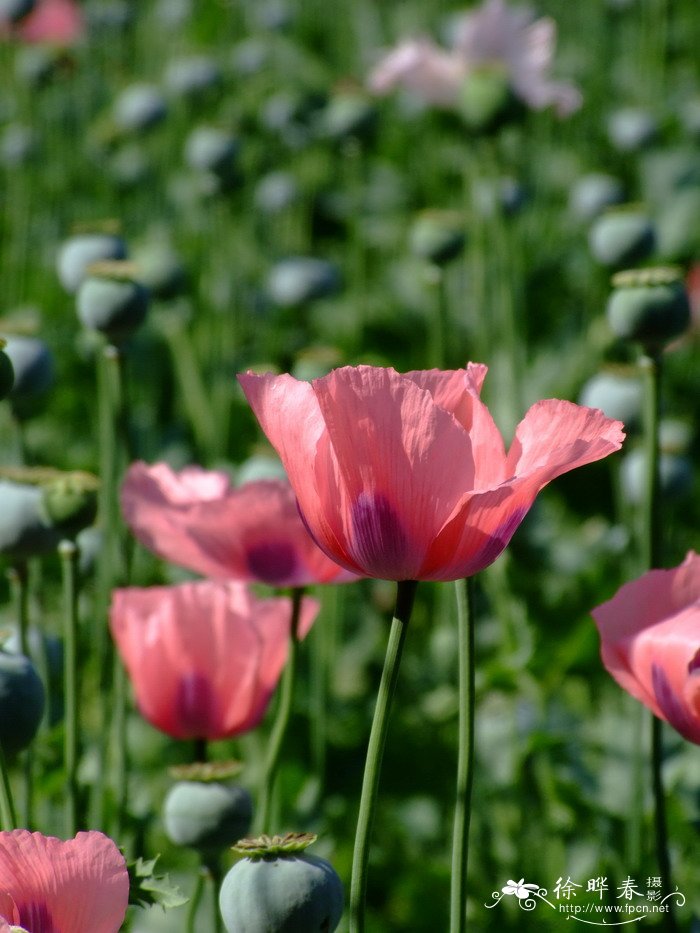 罂粟Papaver somniferum