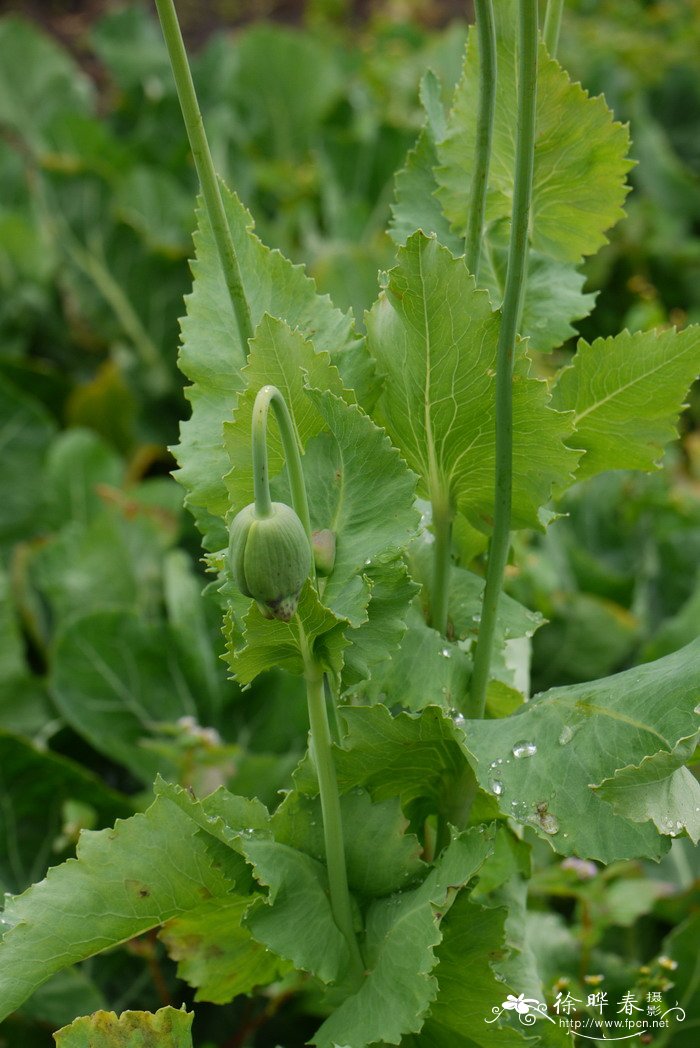 罂粟Papaver somniferum