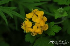 白屈菜Chelidonium majus