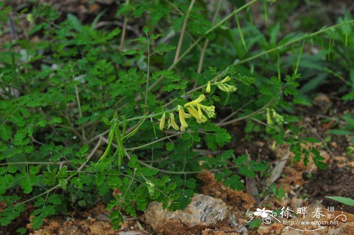 台湾黄堇Corydalis balansae