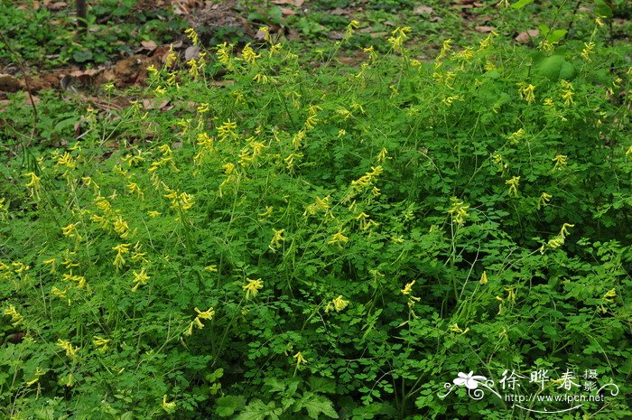 台湾黄堇Corydalis balansae