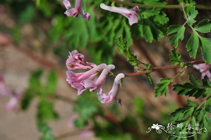 紫堇Corydalis edulis