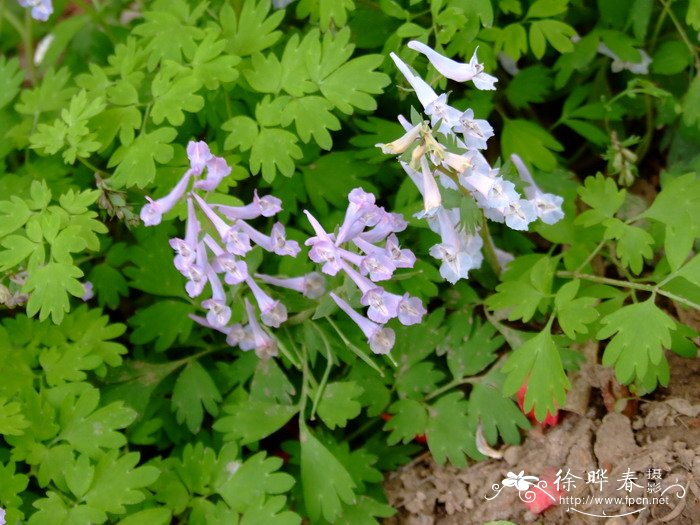 北京延胡索Corydalis gamosepala