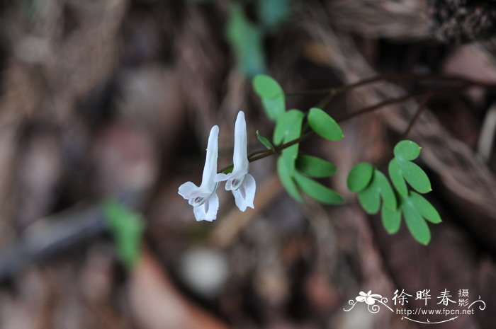 土元胡Corydalis humosa