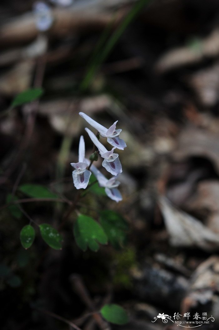 土元胡Corydalis humosa