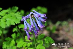 刻叶紫堇Corydalis incisa