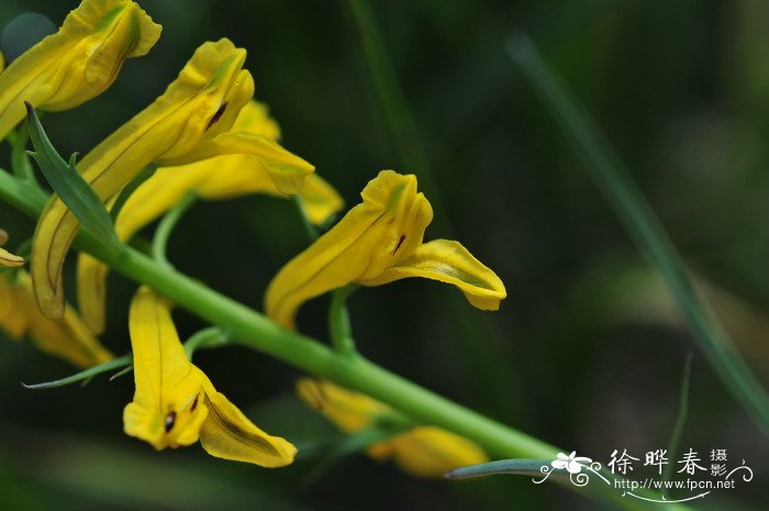 条裂黄堇Corydalis linarioides