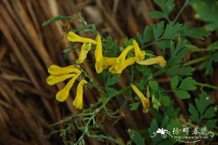 黄紫堇Corydalis ochotensis