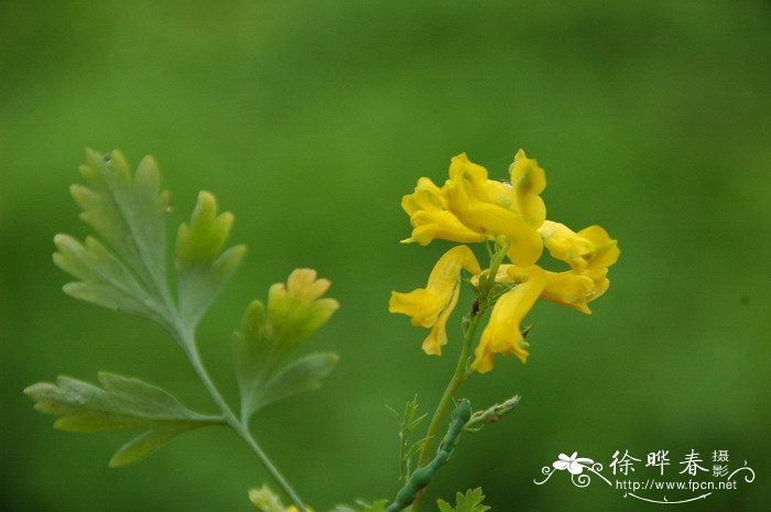 黄紫堇Corydalis ochotensis