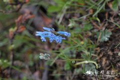 浪穹紫堇Corydalis pachycentra