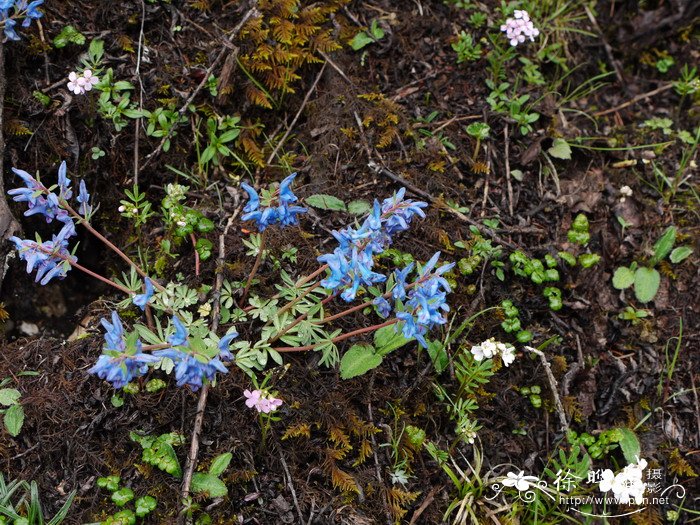 浪穹紫堇Corydalis pachycentra