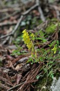 黄堇Corydalis pallida