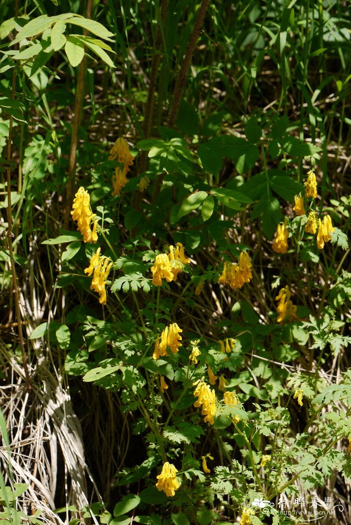 黄堇Corydalis pallida