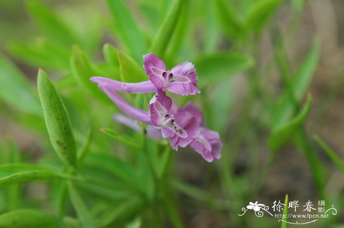 延胡索Corydalis yanhusuo