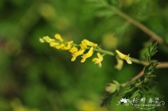 小花黄堇Corydalis racemosa