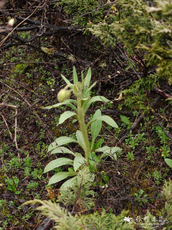 全缘叶绿绒蒿Meconopsis integrifolia