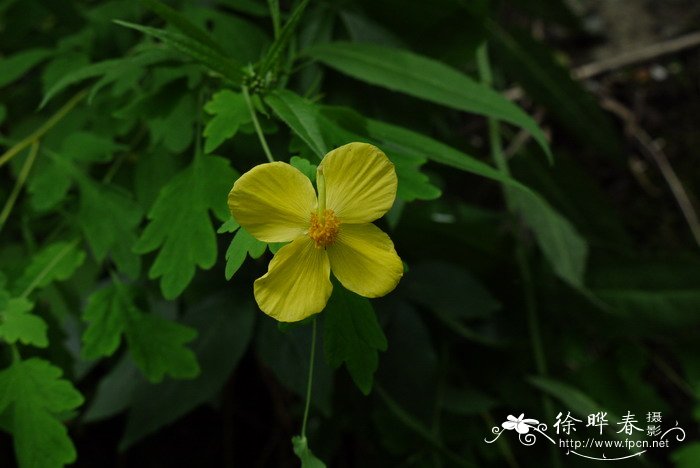 柱果绿绒蒿Meconopsis oliverana