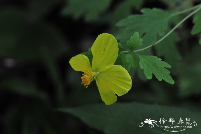 柱果绿绒蒿Meconopsis oliverana