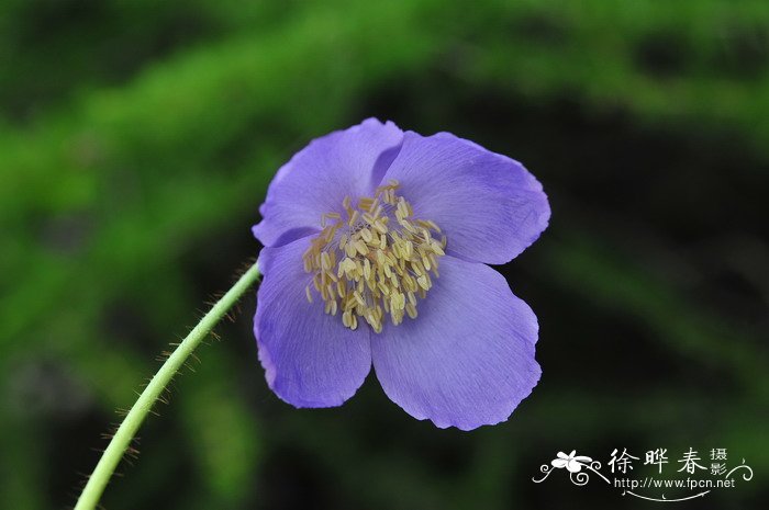 五脉绿绒蒿Meconopsis quintuplinervia