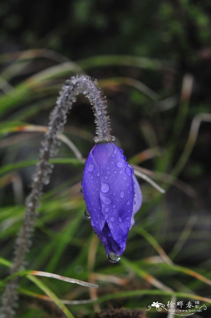 五脉绿绒蒿Meconopsis quintuplinervia