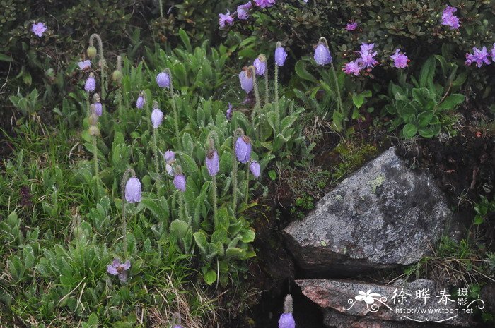 五脉绿绒蒿Meconopsis quintuplinervia