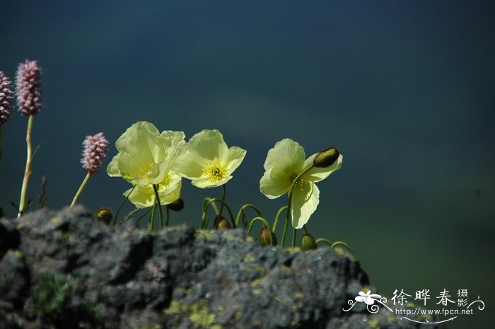 长白罂粟Papaver radicatum var. pseudo-radicatum