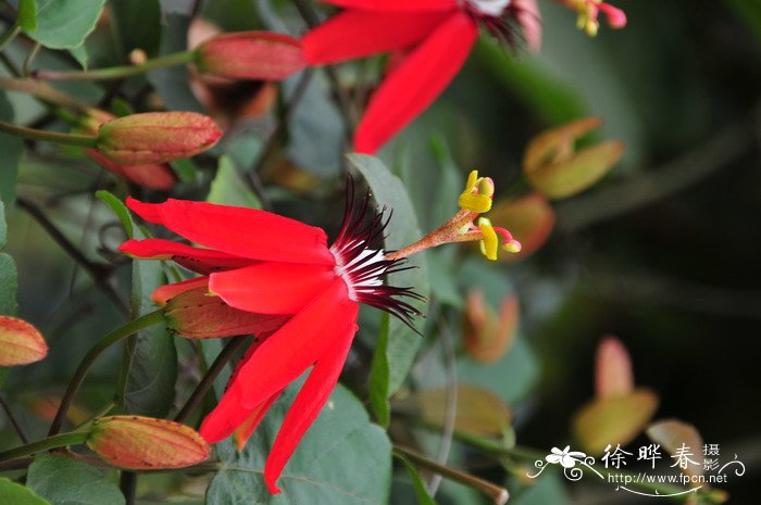 红花西番莲Passiflora miniata