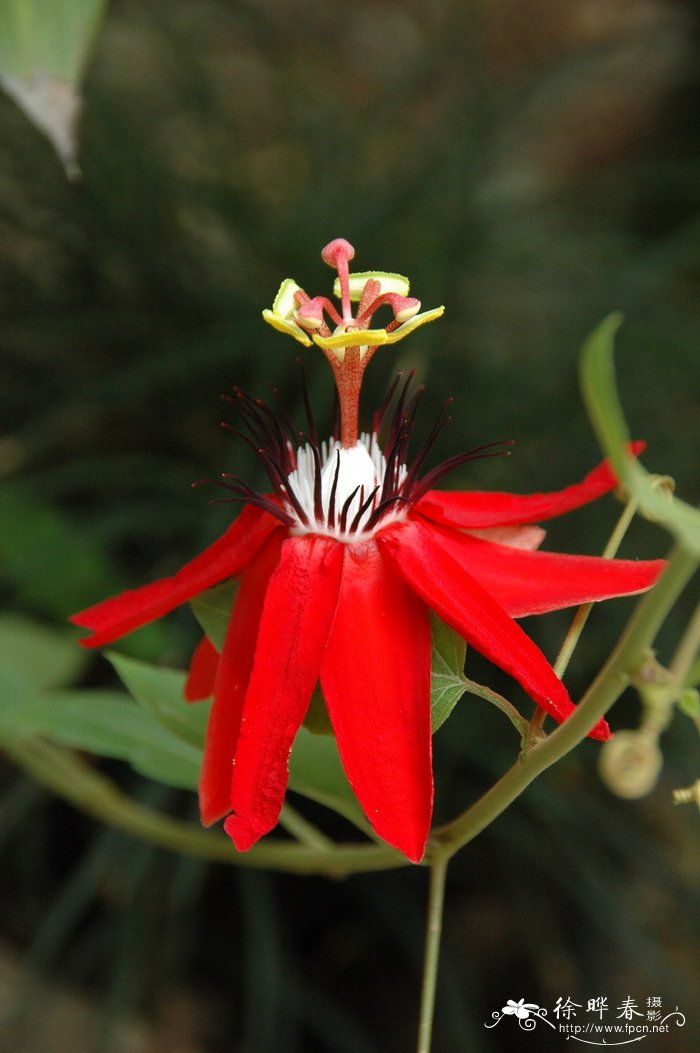 红花西番莲Passiflora miniata