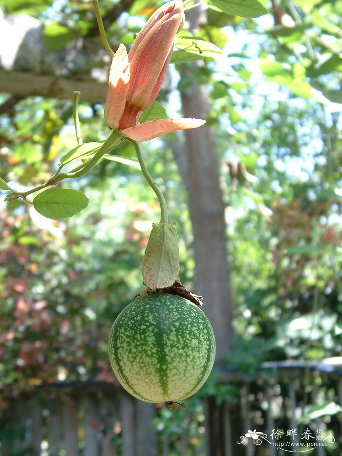 红花西番莲Passiflora miniata