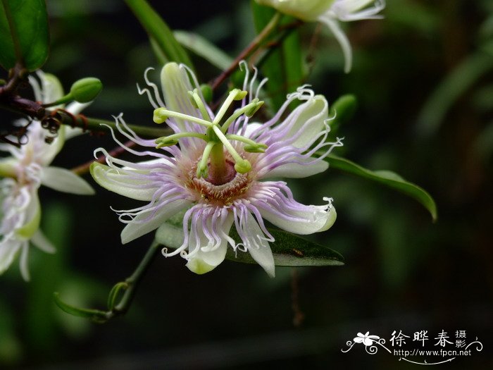 蛇王藤Passiflora cochinchinensis