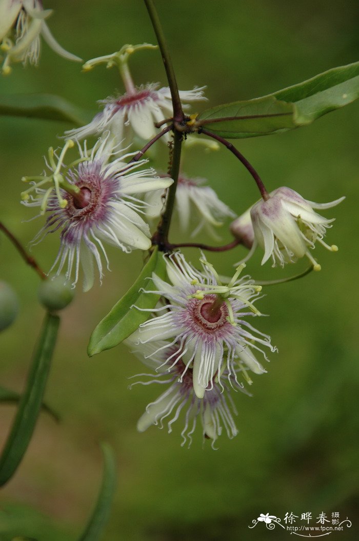 蛇王藤Passiflora cochinchinensis