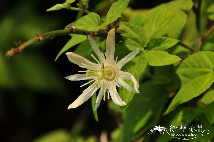 杯叶西番莲Passiflora cupiformis