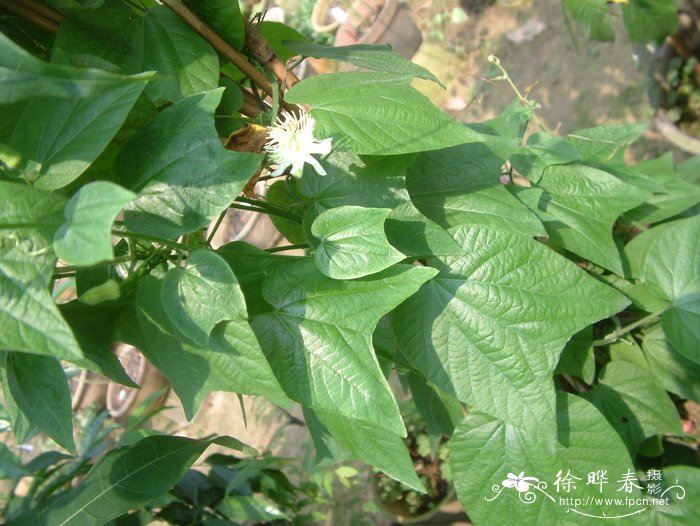 杯叶西番莲Passiflora cupiformis