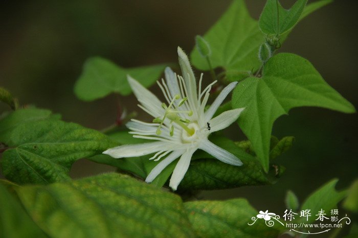 杯叶西番莲Passiflora cupiformis